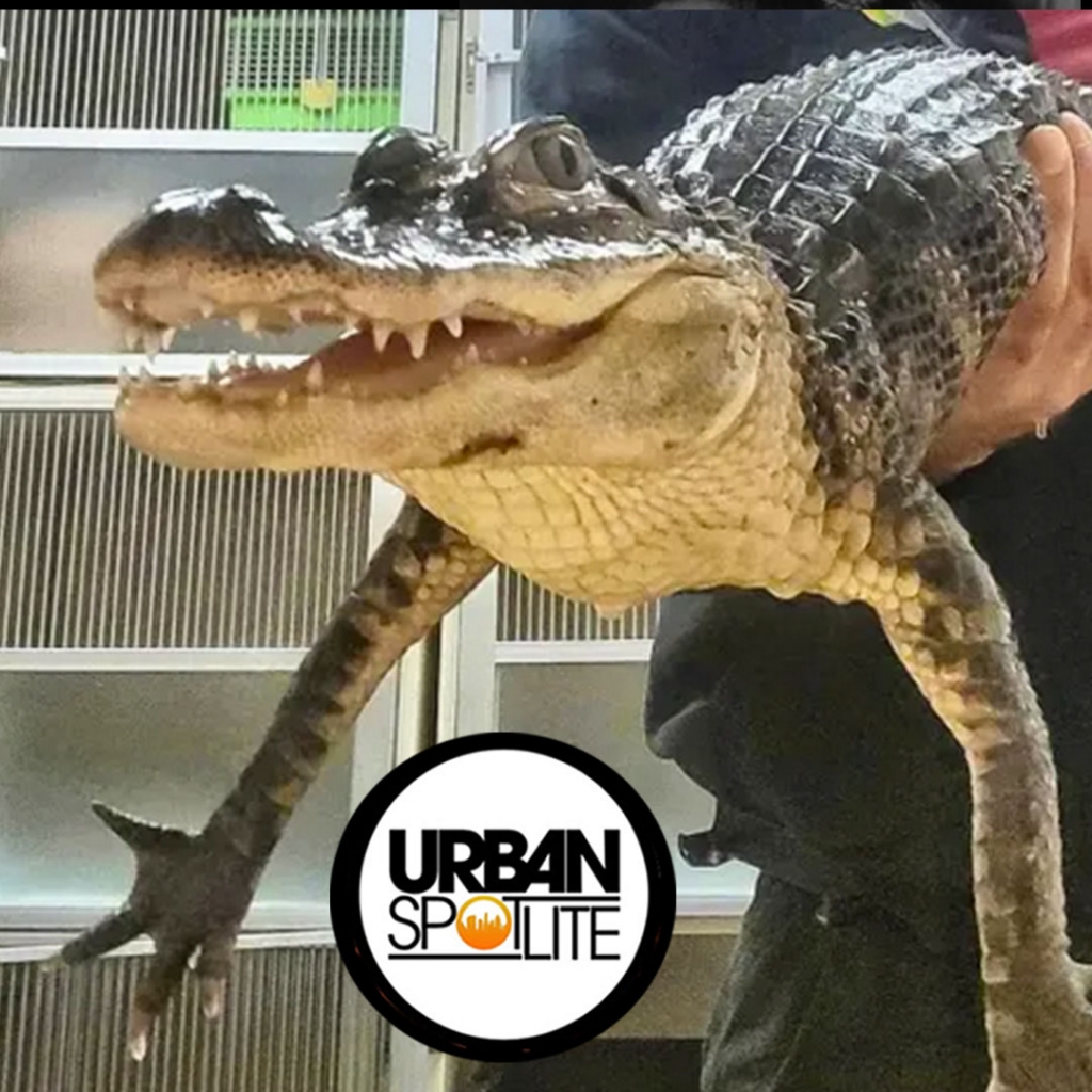 ALLIGATOR FOUND IN NEW JERSEY PARKING LOT