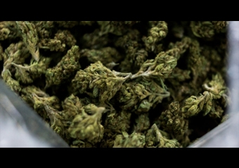 NY CUTTING BACK ON ANTI-WEED LAWS
