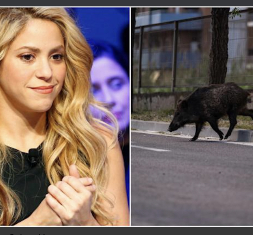 SHAKIRA & SON ATTACKED BY WILD BOARS