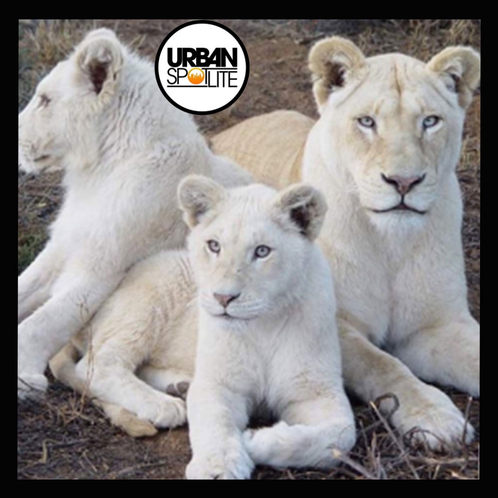 MAN TRIES TO STEAL CUB AT ZOO & MAULED BY LION
