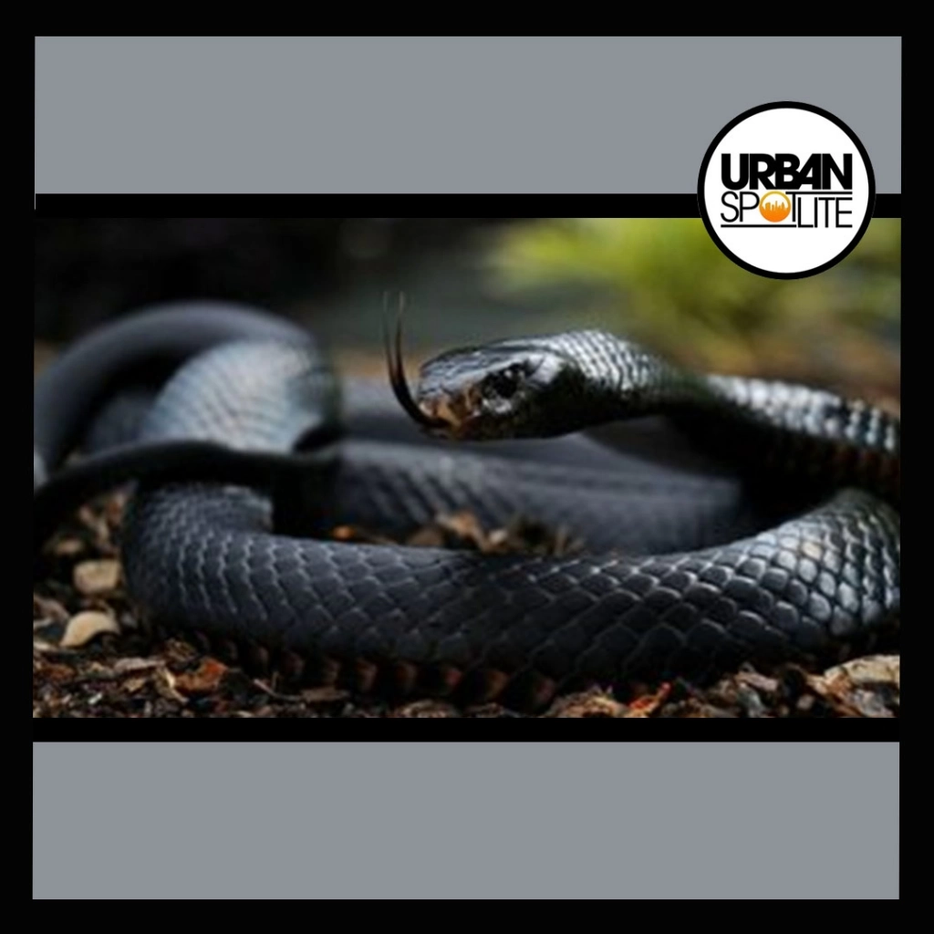 A BLACK MAMBA SNAKE KILLS ENTIRE FAMILY..SMH...
